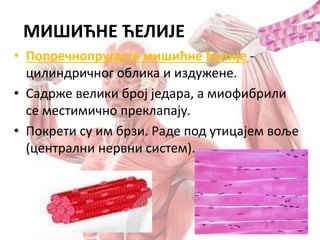 • Попречнопругасте мишићне ћелије -
цилиндричног облика и издужене.
• Садрже велики број једара, а миофибрили
се местимично преклапају.
• Покрети су им брзи. Раде под утицајем воље
(централни нервни систем).
МИШИЋНЕ ЋЕЛИЈЕ
 