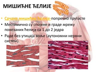 • Срчане мишићне ћелије-попречно пругасте
• Местимично су спојене и граде мрежу
повезаних ћелија са 1 до 2 једра
• Раде без утицаја воље (аутономни нервни
систем).
МИШИЋНЕ ЋЕЛИЈЕ
 