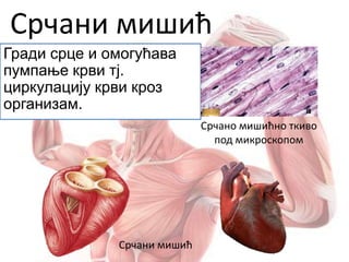 Срчани мишић
Гради срце и омогућава
пумпање крви тј.
циркулацију крви кроз
организам.
Срчани мишић
Срчано мишићно ткиво
под микроскопом
 