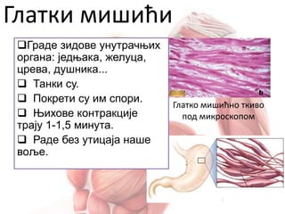 Глатки мишићи
Глатко мишићно ткиво
под микроскопом
Граде зидове унутрачњих
органа: једњака, желуца,
црева, душника...
 Танки су.
 Покрети су им спори.
 Њихове контракције
трају 1-1,5 минута.
 Раде без утицаја наше
воље.
 