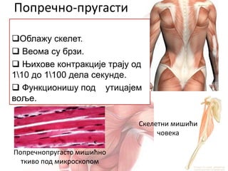 Попречно-пругасти
(скелетни) мишићи
Облажу скелет.
 Веома су брзи.
 Њихове контракције трају од
110 до 1100 дела секунде.
 Функционишу под утицајем
воље.
Попречнопругасто мишићно
ткиво под микроскопом
Скелетни мишићи
човека
 