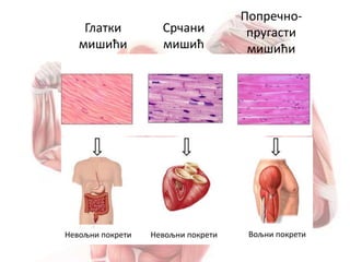 Глатки
мишићи
Срчани
мишић
Попречно-
пругасти
мишићи
Невољни покрети Невољни покрети Вољни покрети
 