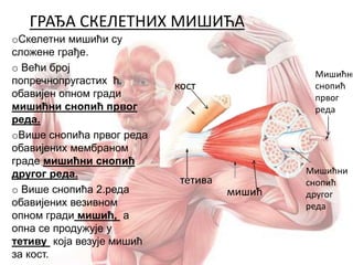 ГРАЂА СКЕЛЕТНИХ МИШИЋА
oСкелетни мишићи су
сложене грађе.
o Већи број
попречнопругастих ћ.
обавијен опном гради
мишићни снопић првог
реда.
oВише снопића првог реда
обавијених мембраном
граде мишићни снопић
другог реда.
o Више снопића 2.реда
обавијених везивном
опном гради мишић, а
опна се продужује у
тетиву која везује мишић
за кост.
кост
тетива
мишић
Мишићни
снопић
првог
реда
Мишићни
снопић
другог
реда
 
