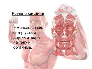 Кружни мишићи
Налазе се око
очију, уста и
других отвора
на телу и
органима.
 