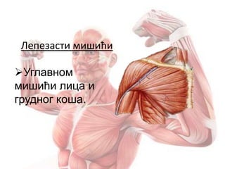 Лепезасти мишићи
Углавном
мишићи лица и
грудног коша.
 