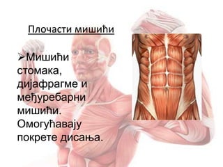 Плочасти мишићи
Мишићи
стомака,
дијафрагме и
међуребарни
мишићи.
Омогућавају
покрете дисања.
 