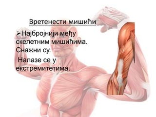 Вретенести мишићи
Најбројнији међу
скелетним мишићима.
Снажни су.
Налазе се у
екстремитетима.
 