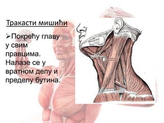 Тракасти мишићи
Покрећу главу
у свим
правцима.
Налазе се у
вратном делу и
пределу бутина.
 