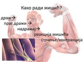 Како ради мишић?
драж
праг дражи 
надражај
реакција мишића
(грчење/контракција)
 