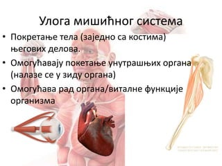 Улога мишићног система
• Покретање тела (заједно са костима)
његових делова.
• Омогућавају покетање унутрашњих органа
(налазе се у зиду органа)
• Омогућава рад органа/виталне функције
организма
 