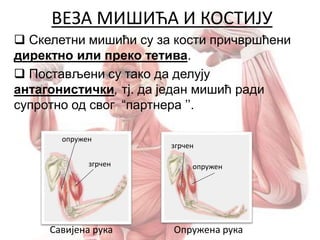 ВЕЗА МИШИЋА И КОСТИЈУ
 Скелетни мишићи су за кости причвршћени
директно или преко тетива.
 Постављени су тако да делују
антагонистички, тј. да један мишић ради
супротно од свог “партнера ’’.
Савијена рука Опружена рука
згрчен
опружен
опружен
згрчен
 