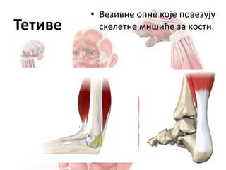 Тетиве
• Везивне опне које повезују
скелетне мишиће за кости.
 