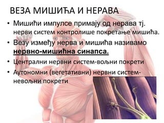 ВЕЗА МИШИЋА И НЕРАВА
• Мишићи импулсе примају од нерава тј.
нерви систем контролише покретање мишића.
• Везу између нерва и мишића називамо
нервно-мишићна синапса.
• Централни нервни систем-вољни покрети
• Аутономни (вегетативни) нервни систем-
невољни покрети
 