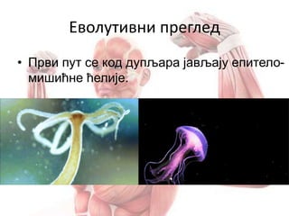 Еволутивни преглед
• Први пут се код дупљара јављају епитело-
мишићне ћелије.
 