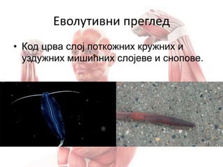 Еволутивни преглед
• Код црва слој поткожних кружних и
уздужних мишићних слојеве и снопове.
 