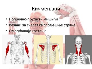 Кичмењаци
• Попречно-пругасти мишићи
• Везани за скелет са спољашње стране.
• Омогућавају кретање.
 