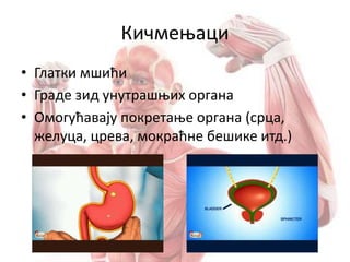Кичмењаци
• Глатки мшићи
• Граде зид унутрашњих органа
• Омогућавају покретање органа (срца,
желуца, црева, мокраћне бешике итд.)
 