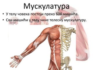 Мускулатура
• У телу човека постоји преко 600 мишића.
• Сви мишићи у телу чине телесну мускулатуру.
 