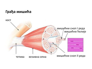 Mišićni sistem