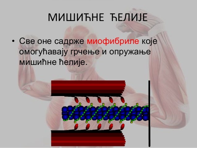Mišićni sistem