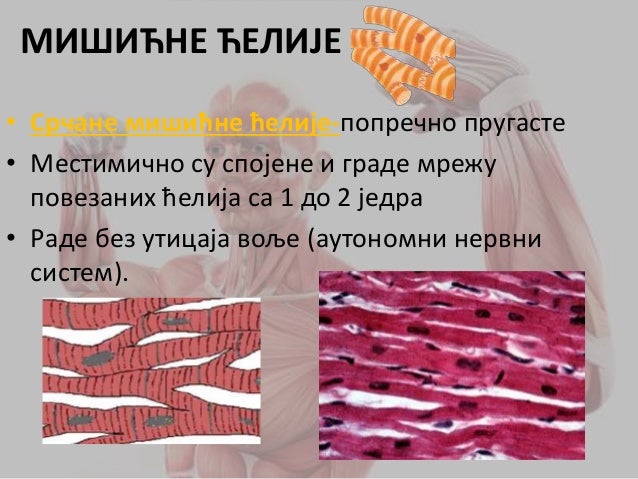 Mišićni sistem