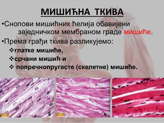 Mišićni sistem