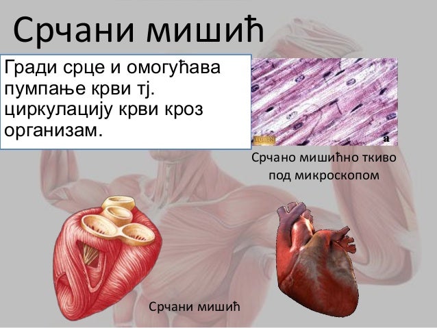 Mišićni sistem