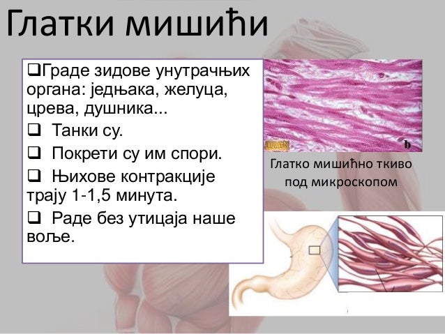 Mišićni sistem