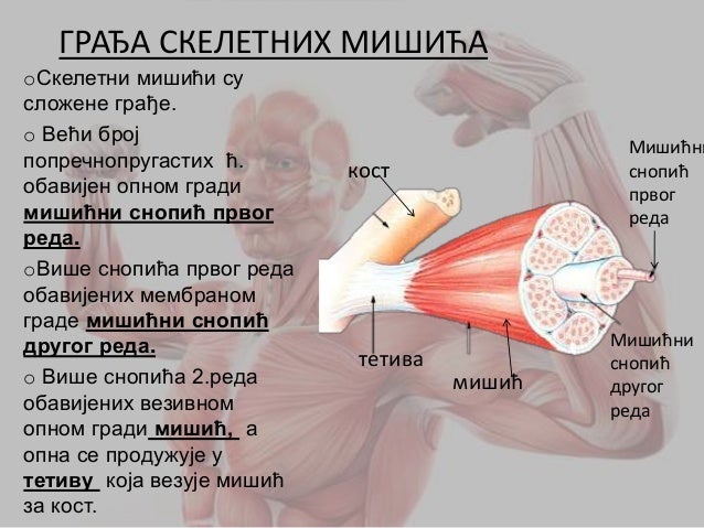 Mišićni sistem