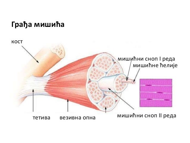 Mišićni sistem