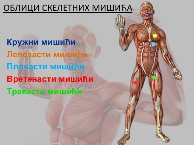 Mišićni sistem