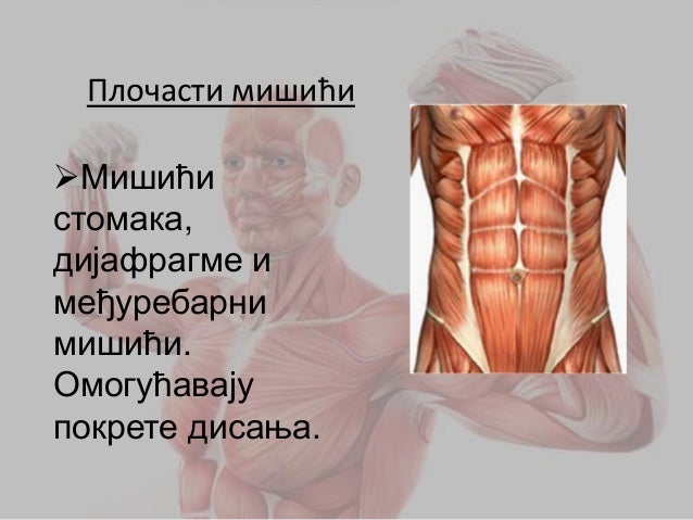 Mišićni sistem
