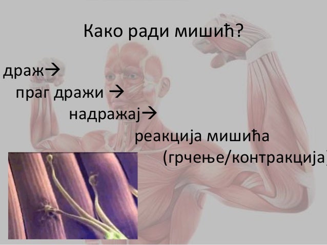 Mišićni sistem
