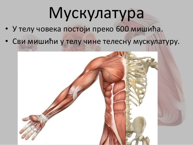 Mišićni sistem