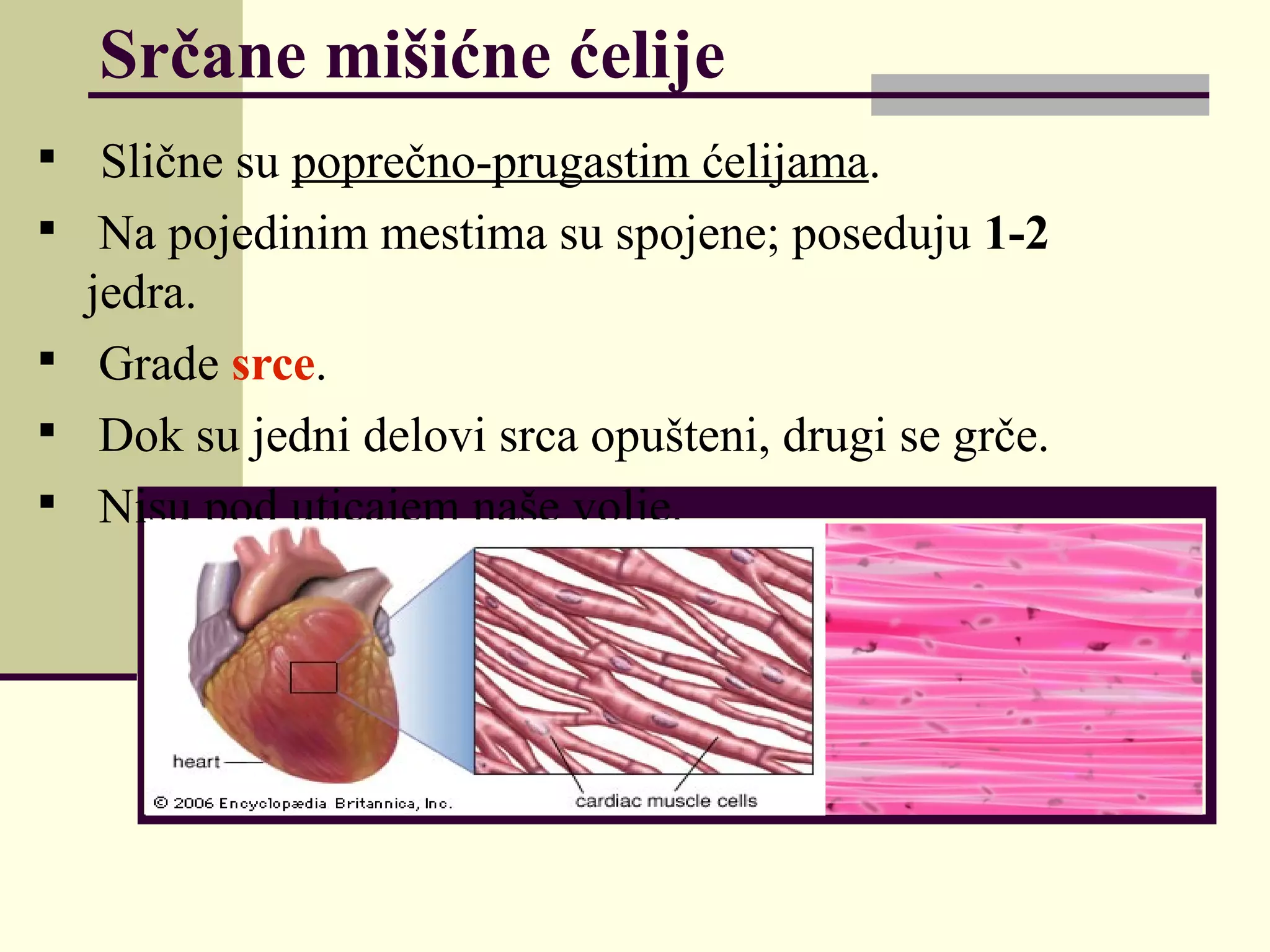 Mišićni sistem | PPT