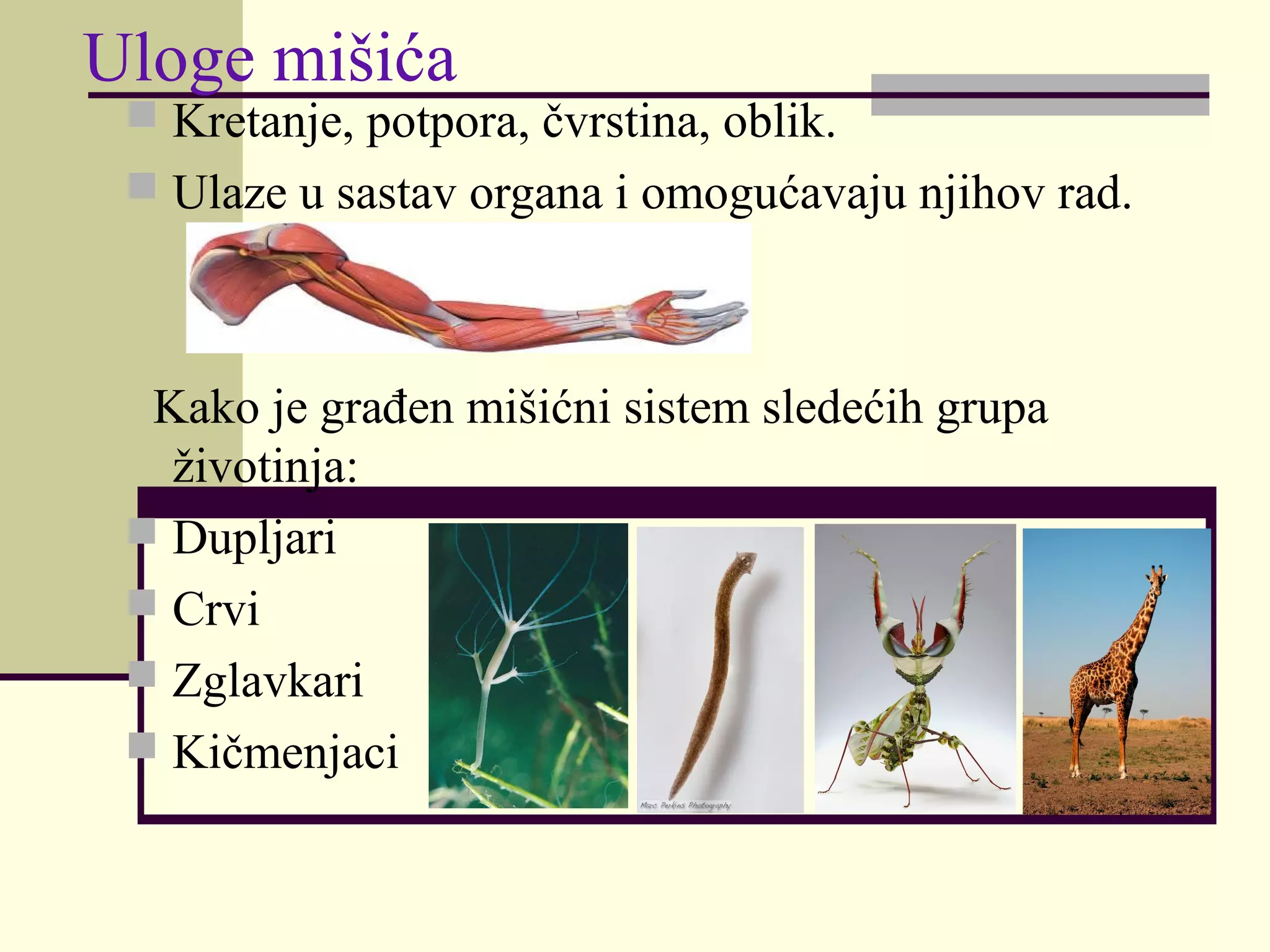 Mišićni sistem | PPT