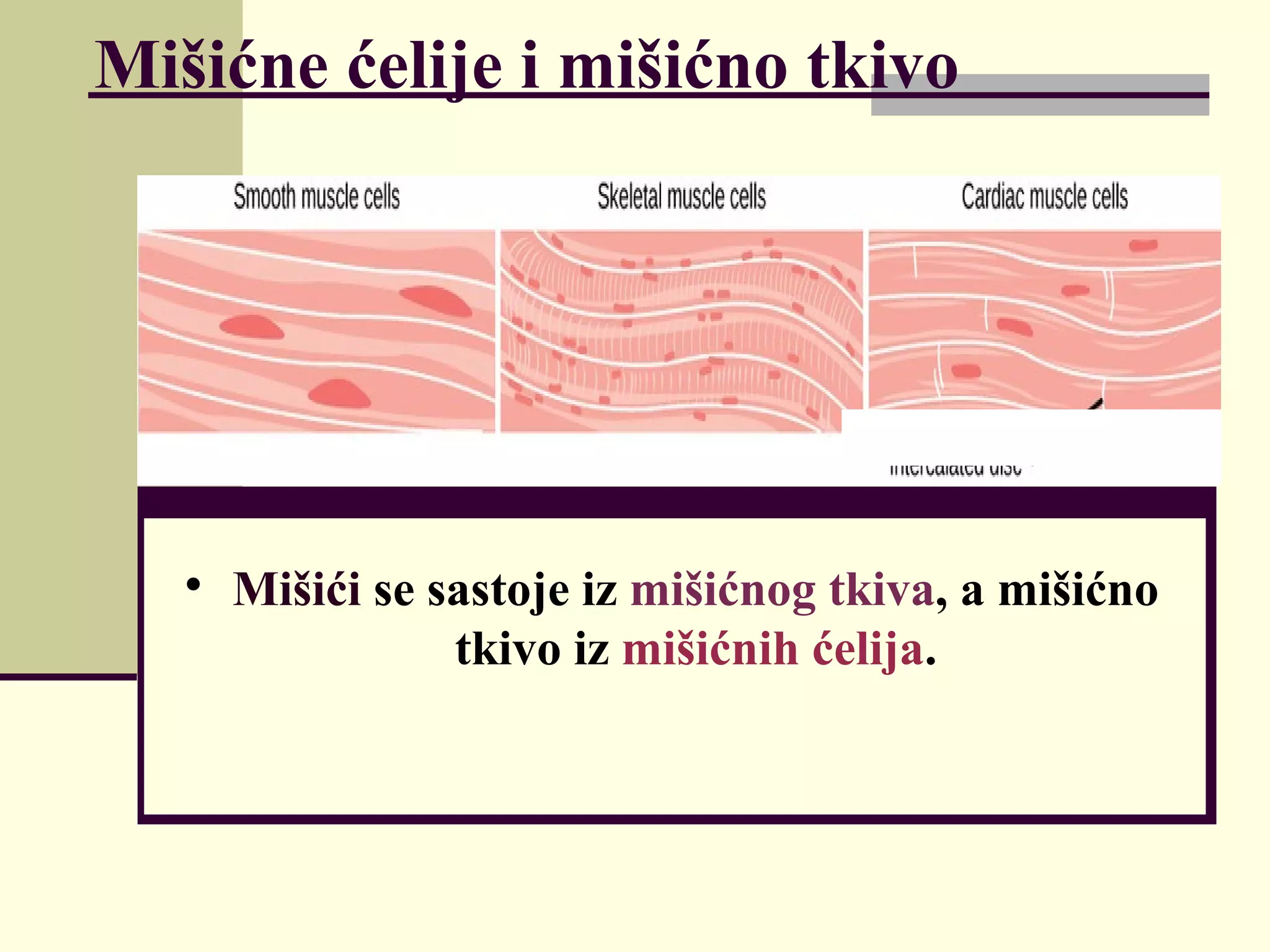 Mišićni sistem | PPT