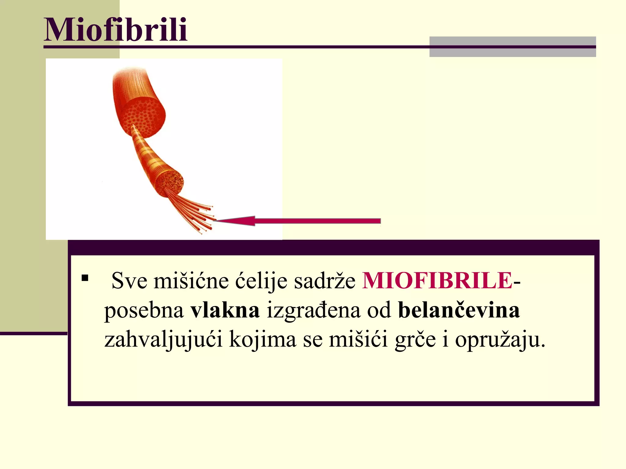 Mišićni sistem | PPT