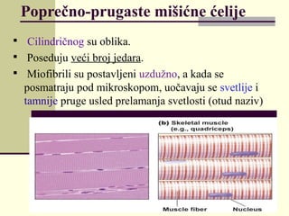 Poprečno-prugaste mišićne ćelije

Cilindričnog su oblika.

Poseduju veći broj jedara.

Miofibrili su postavljeni uzdužno, a kada se
posmatraju pod mikroskopom, uočavaju se svetlije i
tamnije pruge usled prelamanja svetlosti (otud naziv)
 