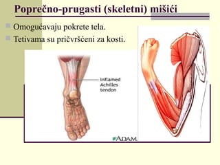 Poprečno-prugasti (skeletni) mišići
 Omogućavaju pokrete tela.
 Tetivama su pričvršćeni za kosti.
 