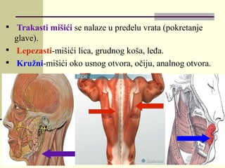 
Trakasti mišići se nalaze u predelu vrata (pokretanje
glave).

Lepezasti-mišići lica, grudnog koša, leđa.

Kružni-mišići oko usnog otvora, očiju, analnog otvora.
 