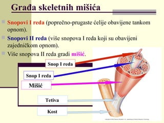 Građa skeletnih mišića
 Snopovi I reda (poprečno-prugaste ćelije obavijene tankom
opnom).
 Snopovi II reda (više snopova I reda koji su obavijeni
zajedničkom opnom).
 Više snopova II reda gradi mišić.
Snop I reda
Snop I reda
Mišić
Tetiva
Kost
 