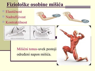 Fiziološke osobine mišića
 Elastičnost
 Nadražljivost
 Kontraktilnost
Mišićni tonus-uvek postoji
određeni napon mišića.
 