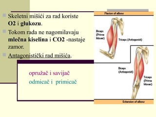  Skeletni mišići za rad koriste
O2 i glukozu.
 Tokom rada ne nagomilavaju
mlečna kiselina i CO2 -nastaje
zamor.
 Antagonistički rad mišića.
opružač i savijač
odmicač i primicač
 