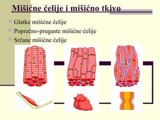 Mišićne ćelije i mišićno tkivo
 Glatke mišićne ćelije
 Poprečno-prugaste mišićne ćelije
 Srčane mišićne ćelije
 