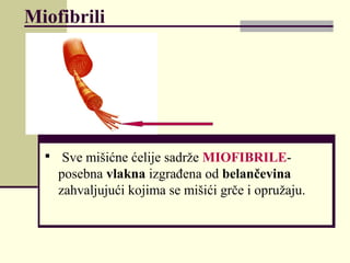 Miofibrili

Sve mišićne ćelije sadrže MIOFIBRILE-
posebna vlakna izgrađena od belančevina
zahvaljujući kojima se mišići grče i opružaju.
 