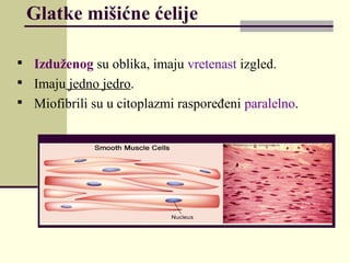 Glatke mišićne ćelije

Izduženog su oblika, imaju vretenast izgled.

Imaju jedno jedro.

Miofibrili su u citoplazmi raspoređeni paralelno.
 