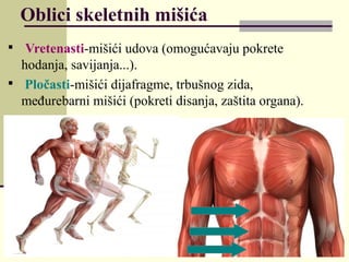 Oblici skeletnih mišića

Vretenasti-mišići udova (omogućavaju pokrete
hodanja, savijanja...).

Pločasti-mišići dijafragme, trbušnog zida,
međurebarni mišići (pokreti disanja, zaštita organa).
 
