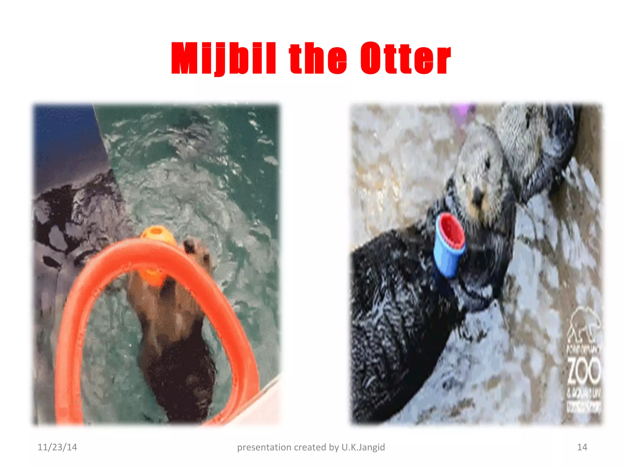 Mijbil the otter | PPT