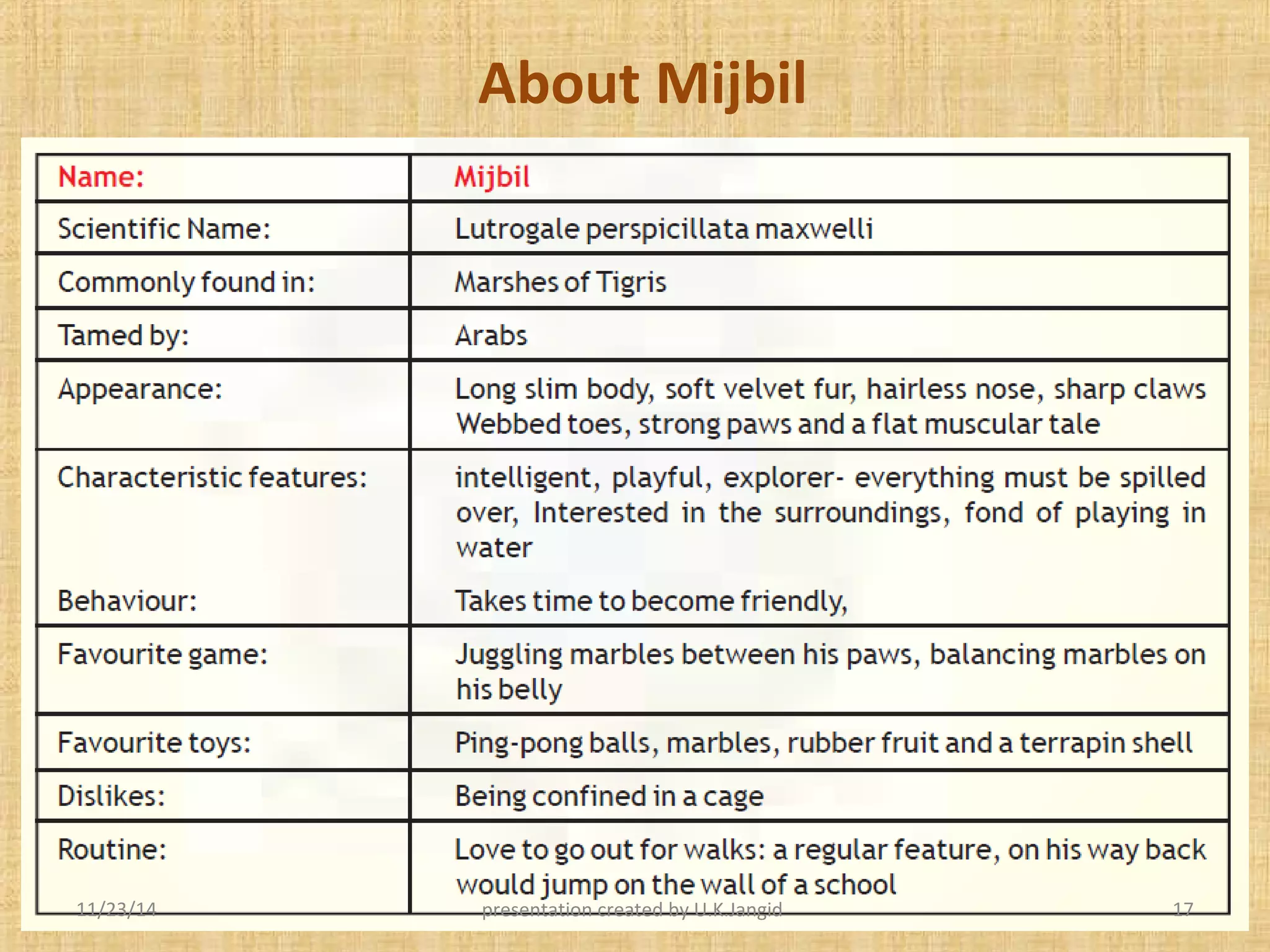 Mijbil the otter | PPT